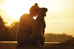 adult Labrador Retriever