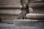 adult Labrador Retriever