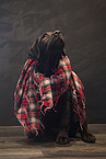 young Labrador Retriever