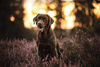 adult Labrador Retriever