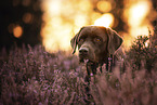 adult Labrador Retriever