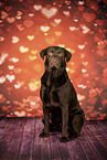 Labrador Retriever in studio