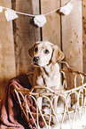 Labrador Retriever Puppy
