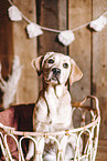 Labrador Retriever Puppy
