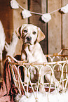 Labrador Retriever Puppy