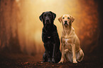 female Labrador Retriever