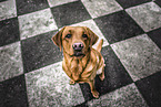 redfox Labrador Retriever