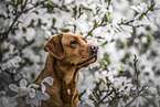 redfox Labrador Retriever