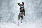 silver Labrador Retriever