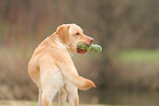 blonde Labrador Retriever