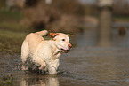 blonde Labrador Retriever