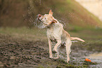 blonde Labrador Retriever