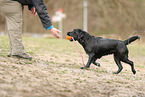 black Labrador Retriever
