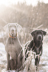 2 dogs