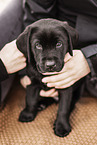 Labrador Retriever Puppy