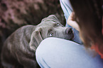 Labrador Retriever Puppy