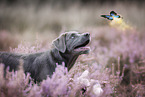 Labrador Retriever Puppy