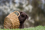 Labrador Retriever puppy