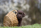 Labrador Retriever puppy