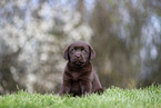 Labrador Retriever puppy