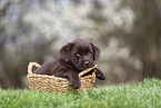 Labrador Retriever puppy