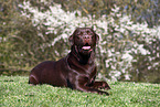 brown Labrador Retriever