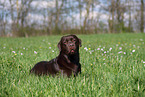 brown Labrador Retriever