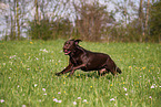brown Labrador Retriever