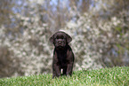 Labrador Retriever puppy