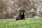Labrador Retriever puppy