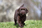 Labrador Retriever puppy