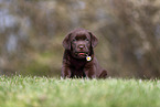 Labrador Retriever puppy