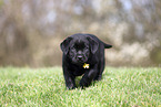 Labrador Retriever puppy