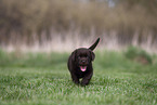 Labrador Retriever puppy