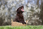Labrador Retriever puppy