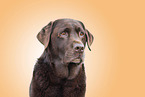 brown Labrador Retriever