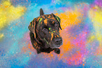 brown Labrador Retriever