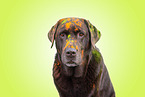brown Labrador Retriever