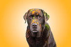 brown Labrador Retriever