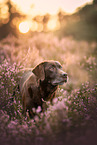 brown Labrador Retriever