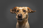 female Labrador Retriever