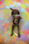 Labrador Retriever