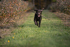 Labrador Retriever