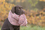 Labrador Retriever Puppy