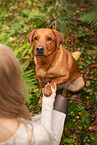 Labrador Retriever
