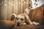 Labrador Retriever