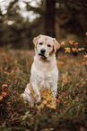 Labrador Retriever