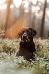 Labrador Retriever