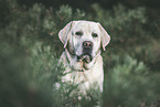 male Labrador Retriever