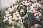 male Labrador Retriever